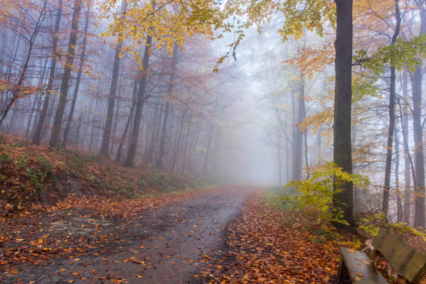 istock Foggy Autumn colorful Forest in Siebengebirge Germany 882315606