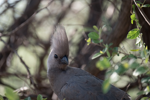 Grey go-away-bird (grey lourie, grey loerie), Khama Rhino Sanctuary, Serowe, Botswana