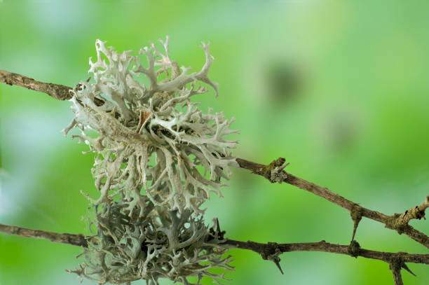 Evernia prunastri