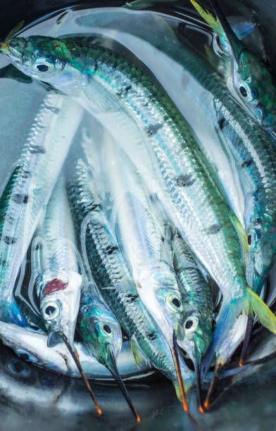 istock Bucket of freshly caught Needlefish Fish (Belonidae) 882322386
