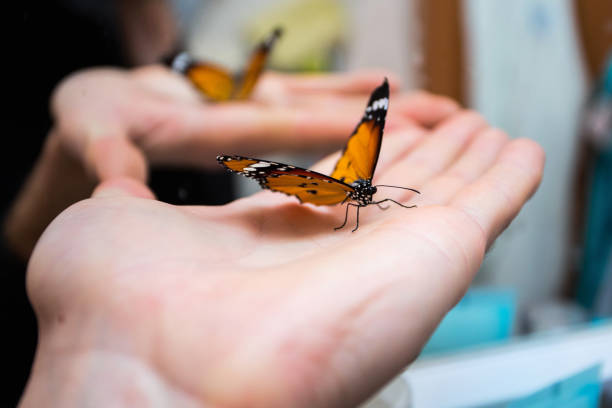 istock colorful butterfly sitting on the palm 882322470