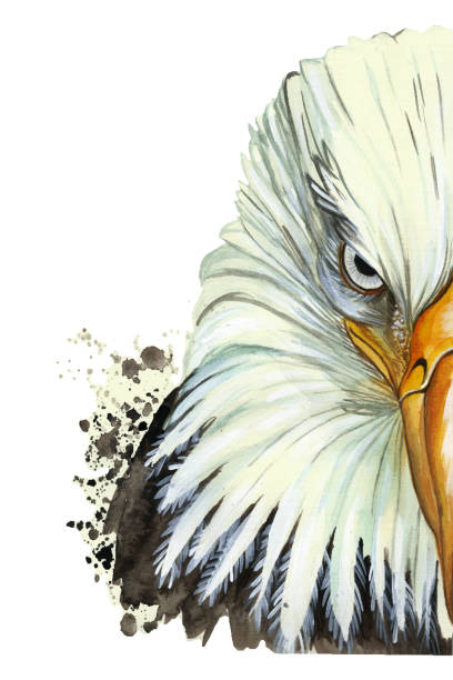 aquarell bild ein tier gattung große vögel von hawk-familie, adler, raubtier, porträt von einem adler, seeadler mit einem gelben schnabel, federn, weißen hintergrund für dekoration und stickerei - bird nature animal head beak stock-grafiken, -clipart, -cartoons und -symbole