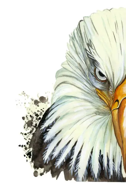 Vector illustration of watercolor picture of an animal genus of large birds of the hawk family, eagle, predator, portrait of an eagle, white eagle with a yellow beak, feathers, white background for decoration and embroidery