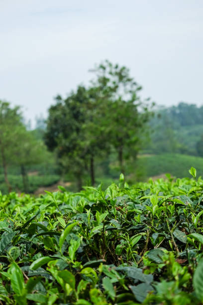 istock ​ Tea plantation farm hills 882326950