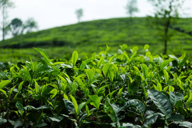 istock ​ Tea plantation farm hills 882326976
