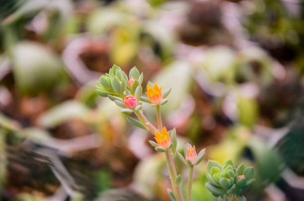 istock Succulent plant Succulents 882327666