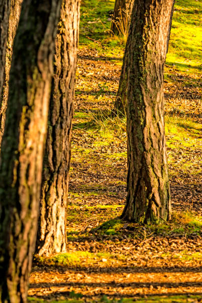 лес осенью в мягком, солнечном свете - autumn light leafes color image стоковые фото и изображения