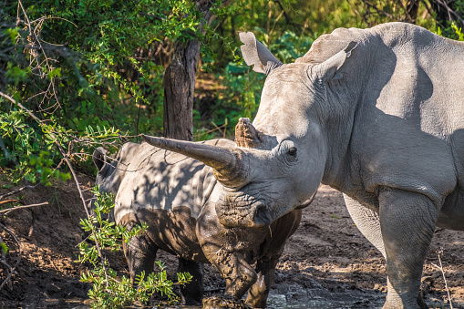 Mother white Rhino with its calf, Khama Rhino Sanctuary, Serowe, Botswana