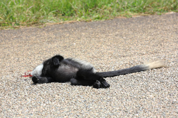 우간다에서 포트 포탈에도도 소통량에 의해 살해 흑백 콜로 부스 - rainforest monkey dead animal horizontal 뉴스 사진 이미지
