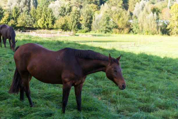istock Brown horse grassing on a meadow 882337092