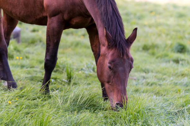 istock Brown horse grassing on a meadow 882337118