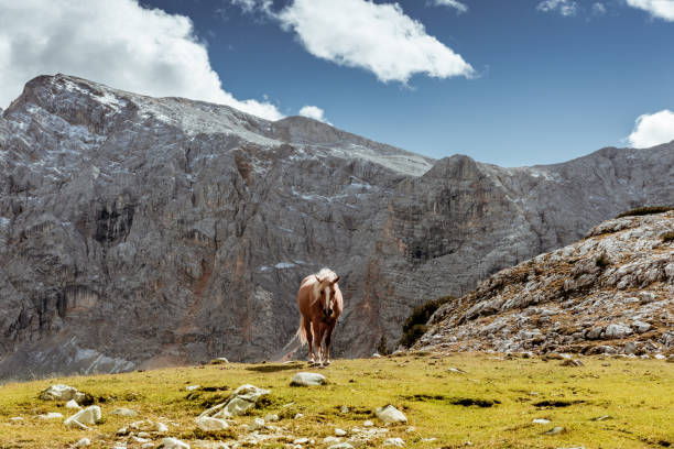 istock one horse grazing on mountain slope 882337810