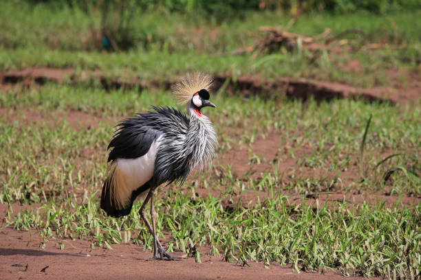 Grey crowned crane (Balearica regulorum) in the Bwindi valley in Western Uganda. This large and colourful bird, with its peculiar crown of golden feathers, is found in savannahs and humid areas of Eastern and Southern Africa. It is the national bird of Uganda and features in its national flag. The Bwindi valley leads to the Bwindi Impenetrable Forest, a large primeval forest and one of the most biologically diverse areas on Earth, where half the world's population of the highly endangered mountain gorillas (Gorilla beringei beringei) live. The forest is a UNESCO World Heritage Site.