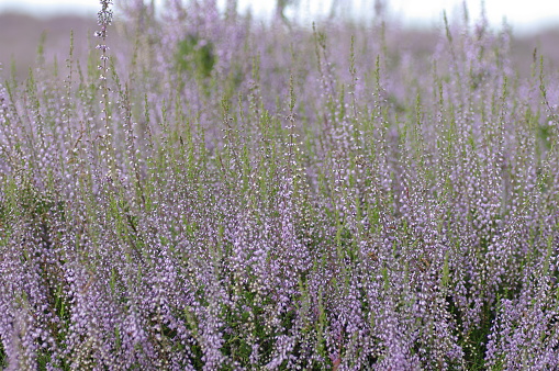 A wildflower meadow with purple flowers