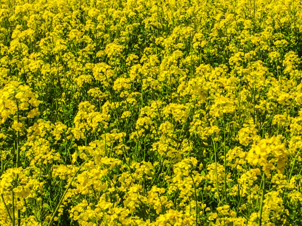 istock Yellow Flowers-Rape Flowers(NANOHANA) 882346868