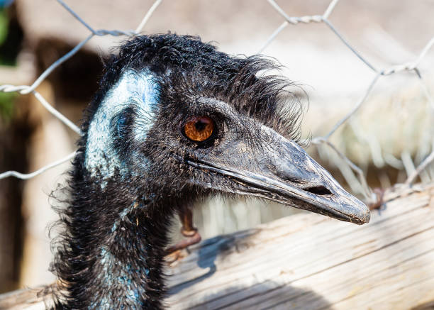 istock Black ostrich is looking at the camera 882350230