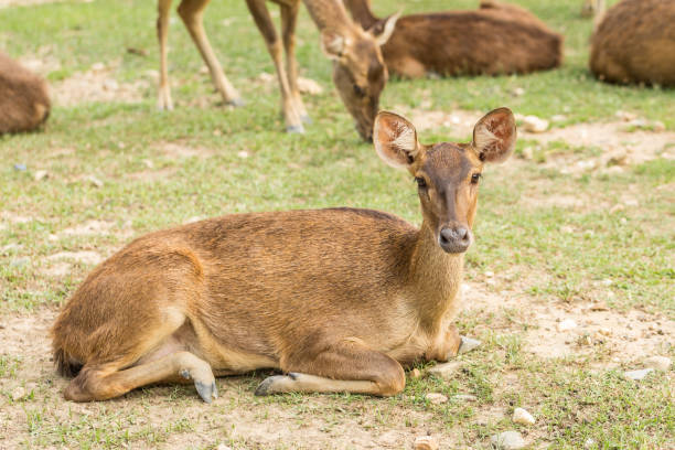 istock Portrait of young deer 882350694