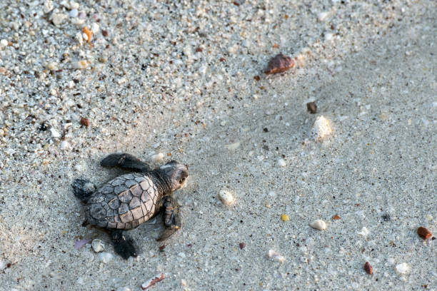 istock newborn baby green golfina turtle approaching sea 882350864