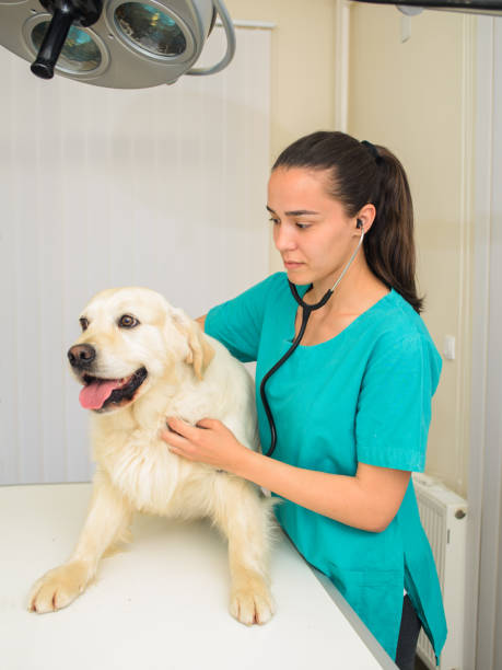 istock Healthy dog under medical exam 882354776