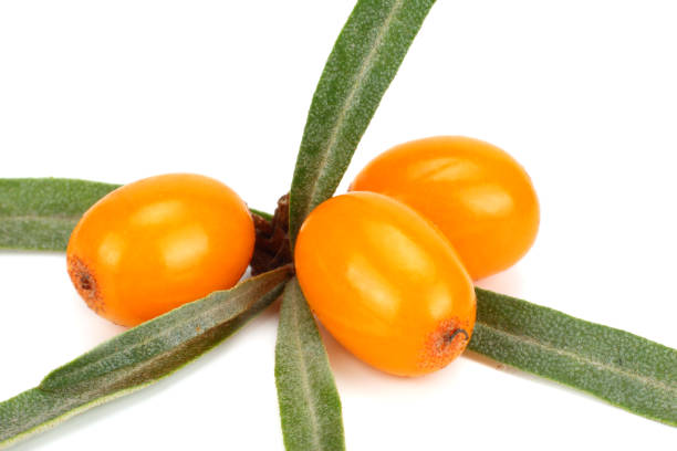 istock Sea buckthorn with leaf isolated on white background macro 882354878