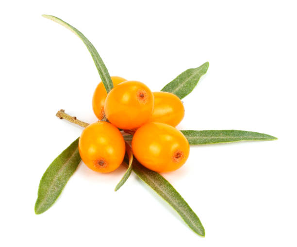 istock Sea buckthorn with leaf isolated on white background macro 882354894