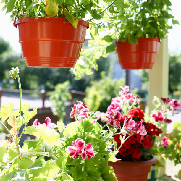 istock Flowers in pots on the balcony window sill window spring background 882355090