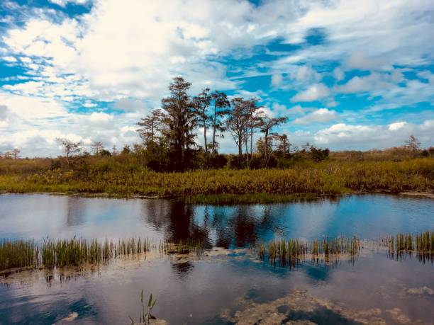 istock fall foliage in the swamps 882357582