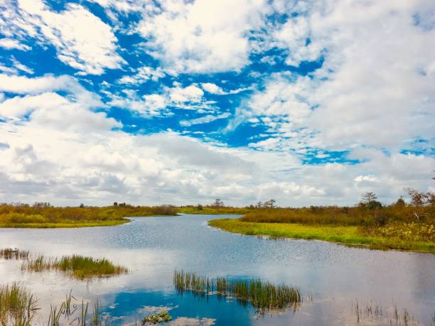 fall foliage in the swamps