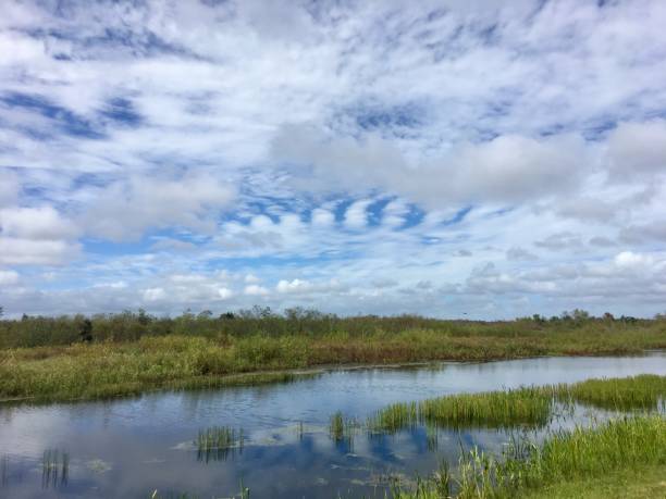 istock fall foliage in the swamps 882357738