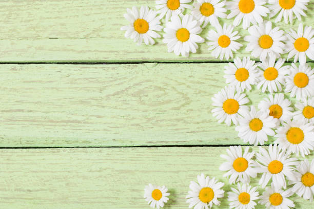 istock chamomile flowers on green wooden background 882357854