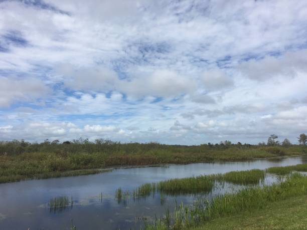 istock fall foliage in the swamps 882357888