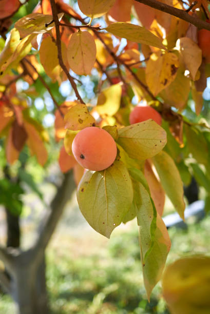 Diospyros kaki in autumn