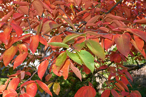 Diospyros kaki in autumn