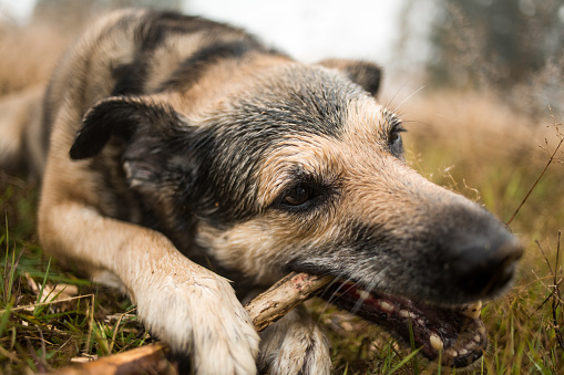 Close up portrait of a dog lying in the grass and chewing the stick.