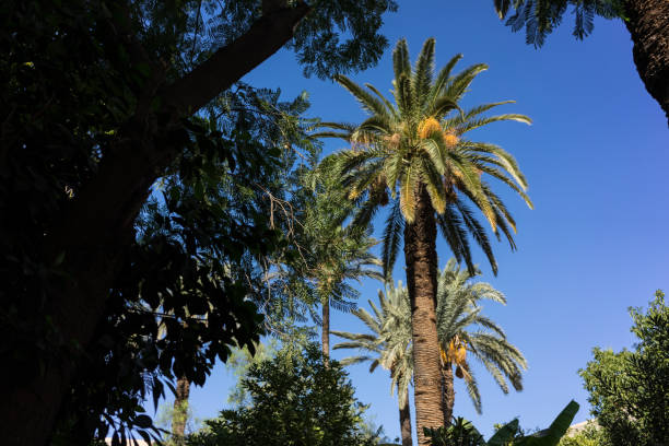 istock palm in garden with blue sky background 882362382