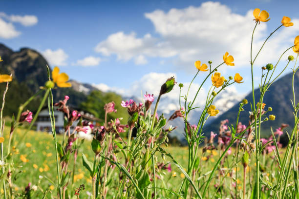 Flower meadow and snow covered mountains. Bavaria, Alps, Allgau, Germany. stock photo