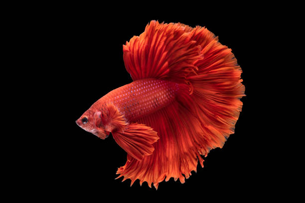 istock beautiful betta splendens isolated on black background 882367678