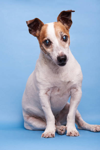 istock Curious jack russell dog sitting 882367774