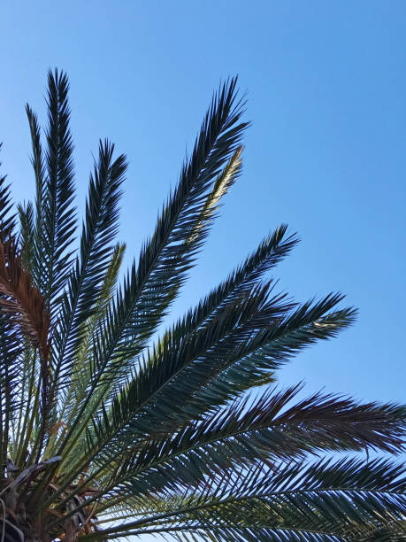 palm tree as a summer icon - africa south beach landscape imagens e fotografias de stock