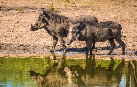 Warthogs taking a mud bath in a waterhole, Khama Rhino Sanctuary, Serowe, Botswana