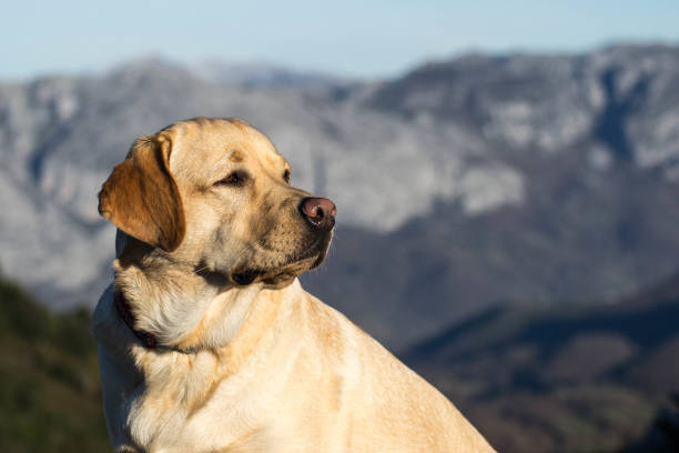 istock Portrait of a beautiful labrador 882373250