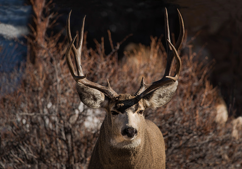 Buck mule deer closeup portrait with large antlers and long ears in Rocky Mountains