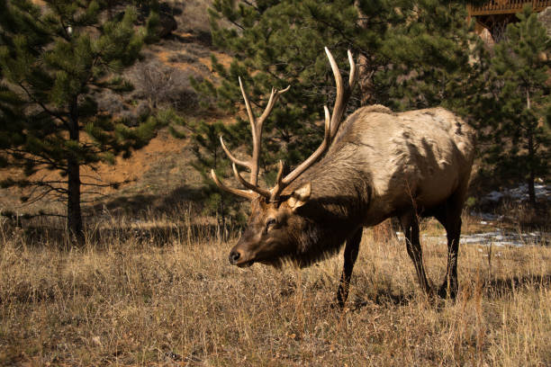 istock Bull elk with large antlers grazing in meadow 882373652