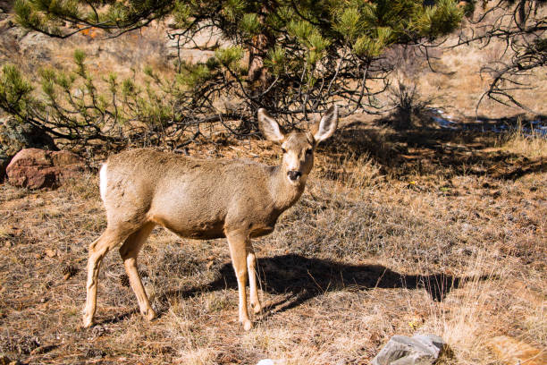 istock Mule Deer Doe walking across grassy meadow in Rocky Mountains 882373852