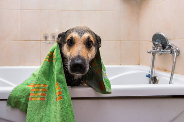 istock Cute dog standing in bathtub waiting to be washed 882374170