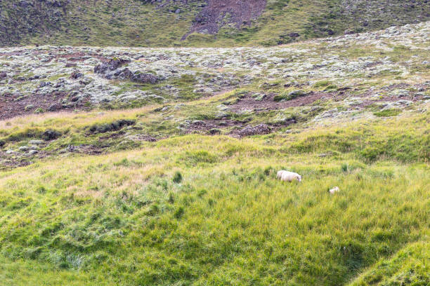istock green slope with icelandic sheeps in Iceland 882381776