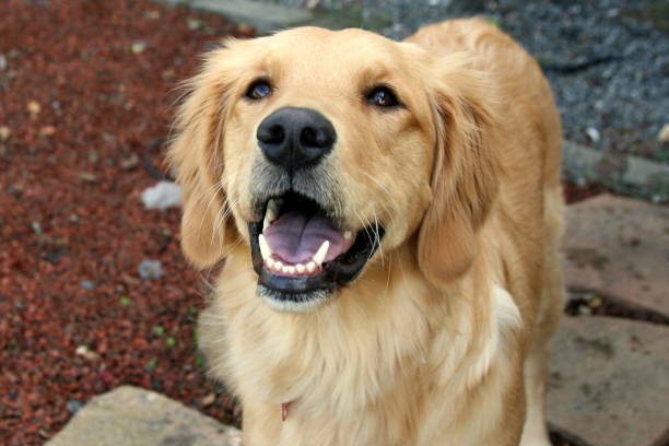 istock Happy Golden Retriever Dog 882383898