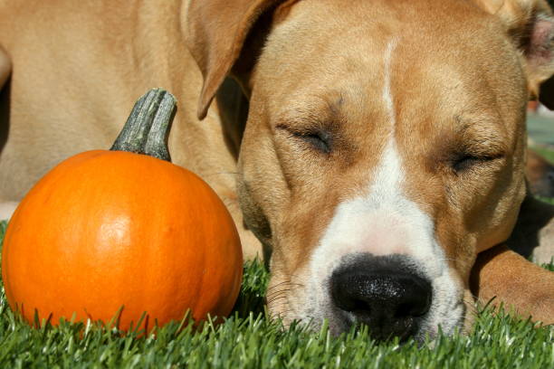 istock Tan and White Pit Bull Terrier Dog with Pumpkin 882383970