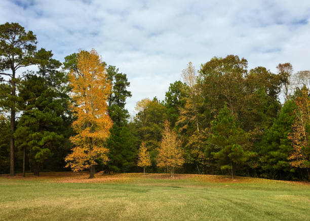 Autumn leaves in Texas