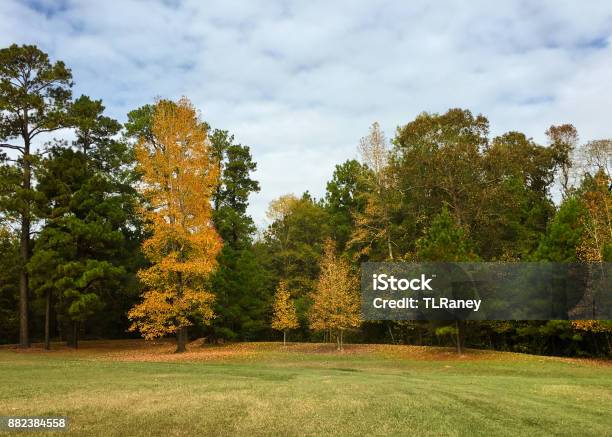 Autumn Leaves In Texas Stock Photo - Download Image Now - Texas, East, Autumn